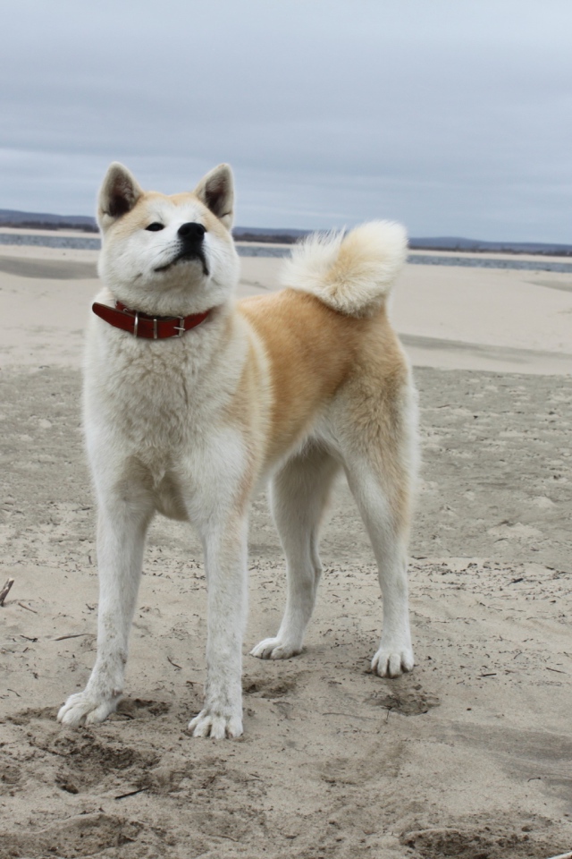 Акита-ину на песчанном пляже