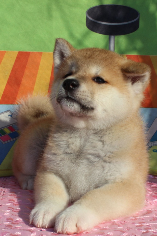 Щенок акита-ину лежит на покрывале