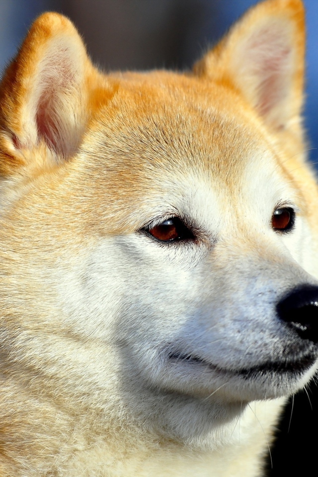 Акита-ину засмотрелась