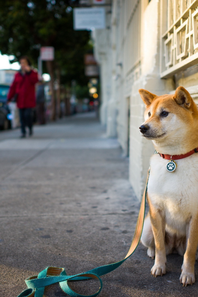 Akita Inu waiting for the owner