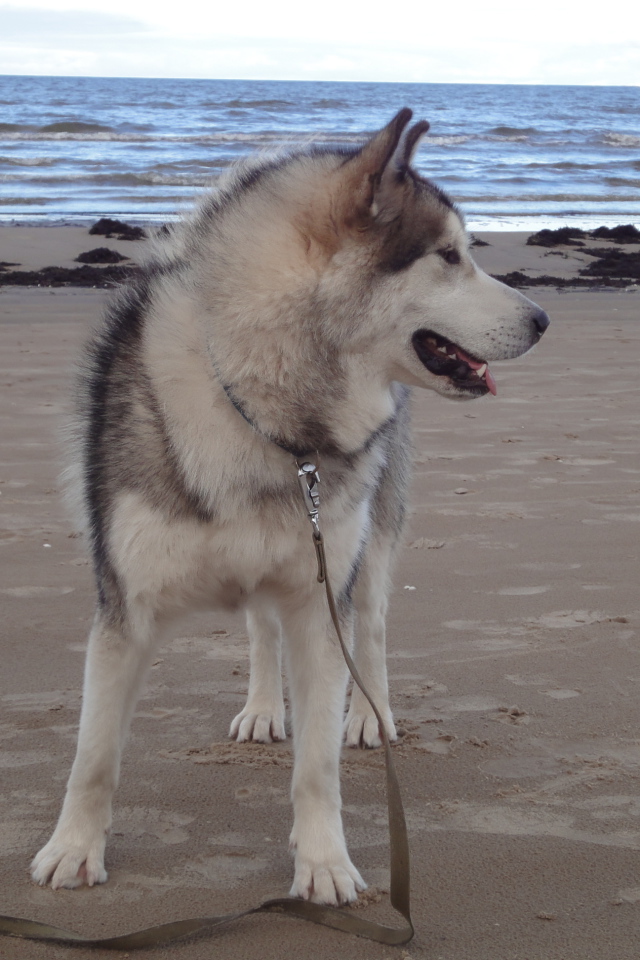 Аляскинский маламут на берегу моря