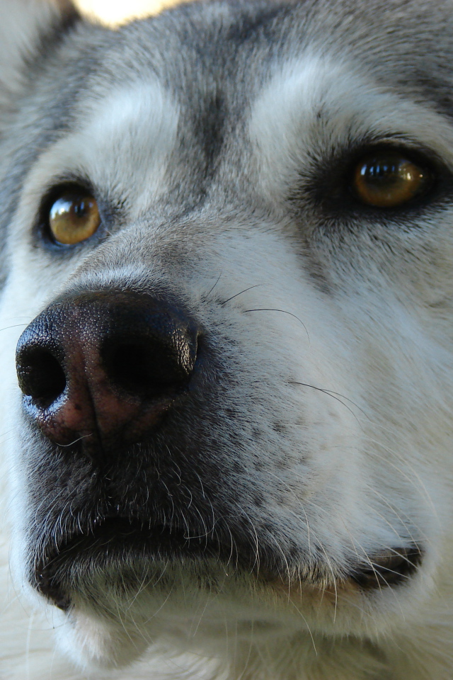 Аляскинский маламут крупным планом