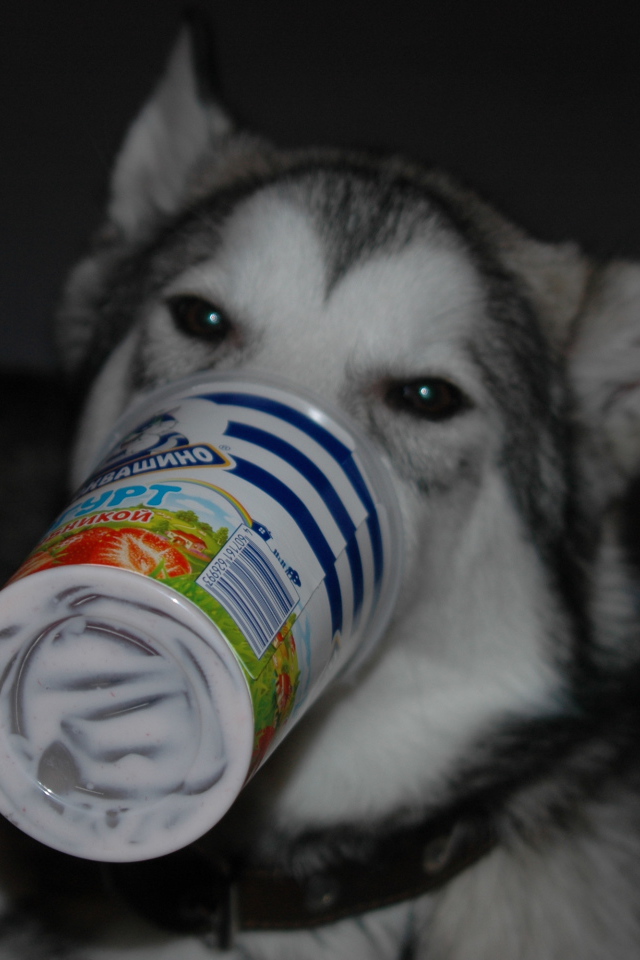 Аляскинский маламут ужинает