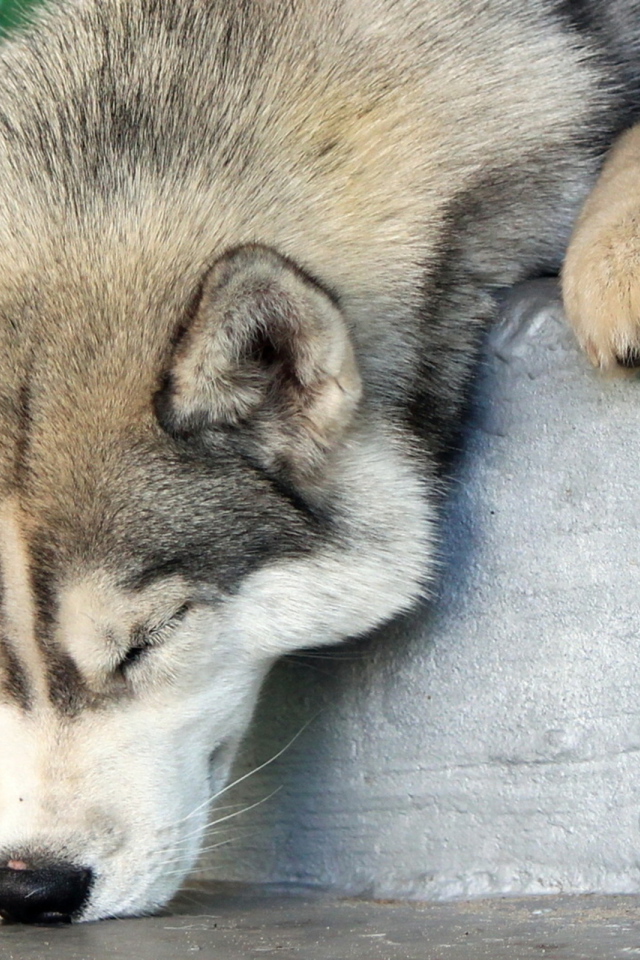 Аляскинский маламут уснул