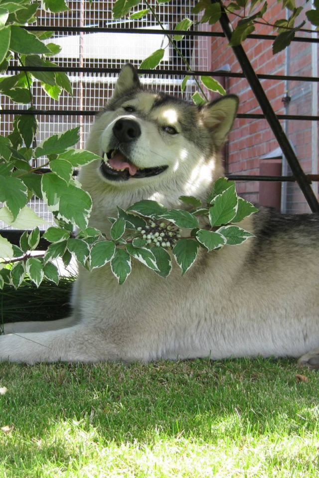 Аляскинский маламут в кустах
