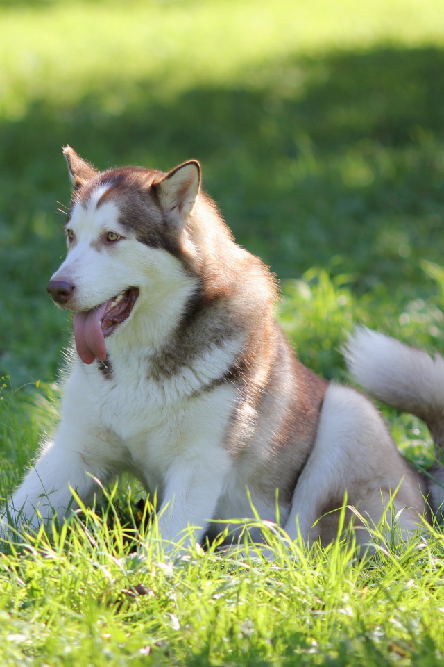 Аляскинский маламут в траве