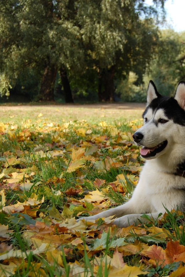 Аляскинский маламут на осенних листьях