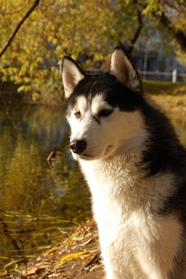 Аляскинский маламут на берегу озера