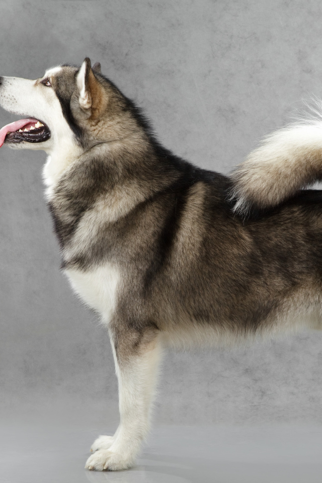 Аляскинский маламут позирует