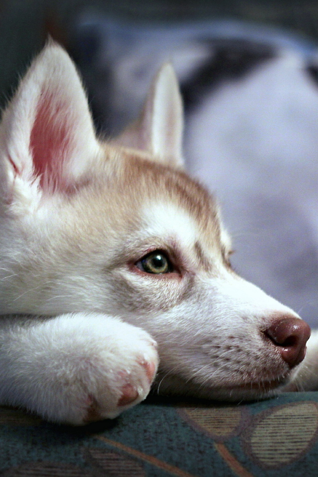 Щенок аляскинского маламута