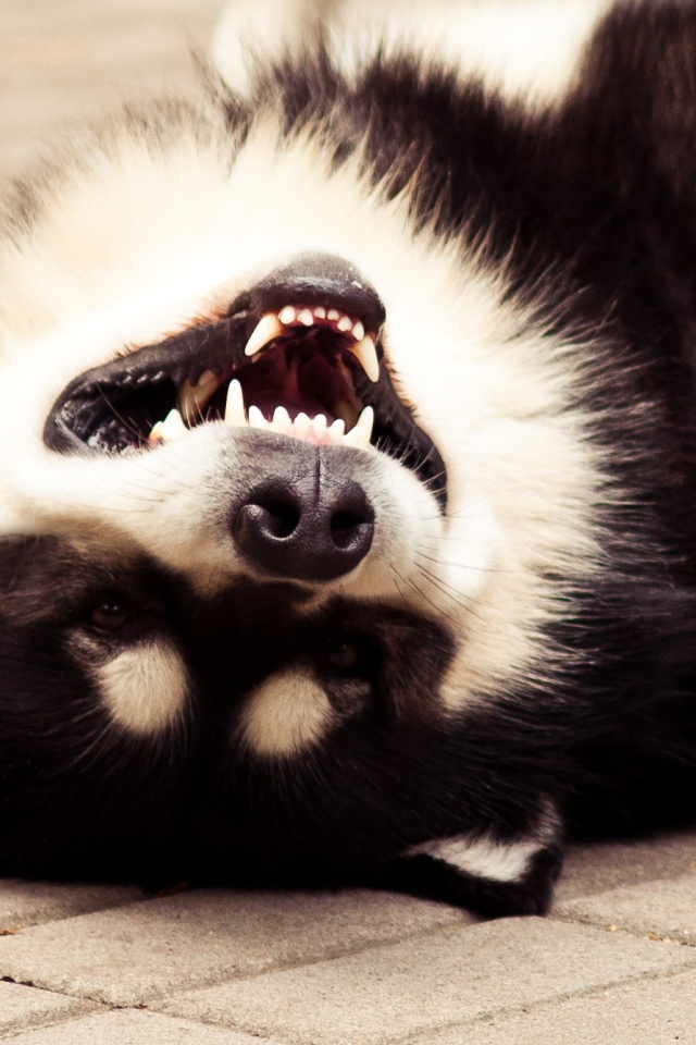 Аляскинский маламут улыбается