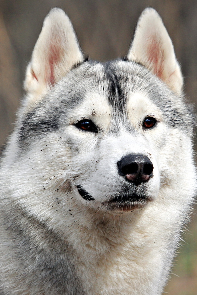 Аляскинский маламут испачкался