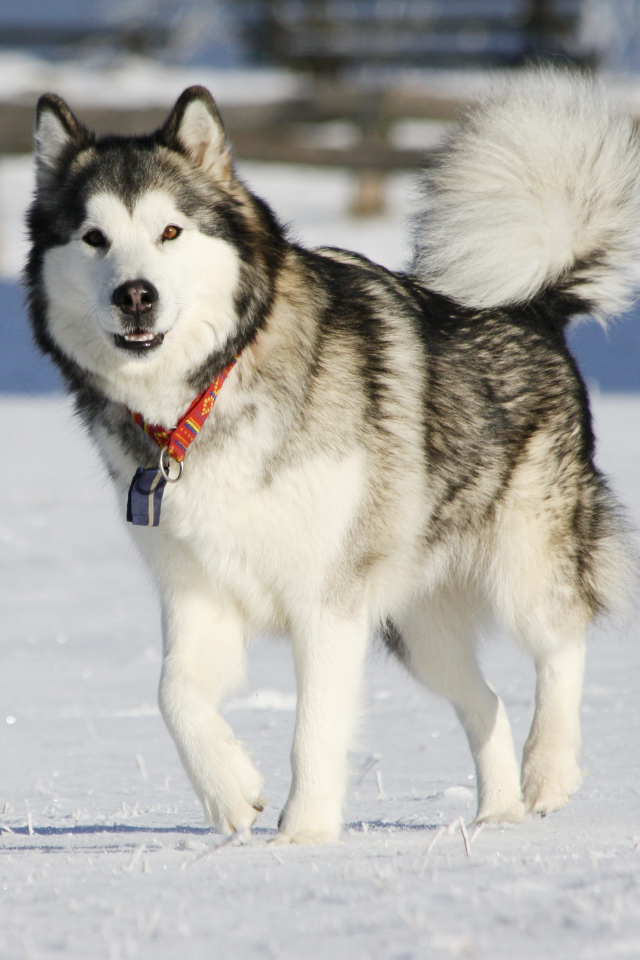 Аляскинский маламут засмотрелся