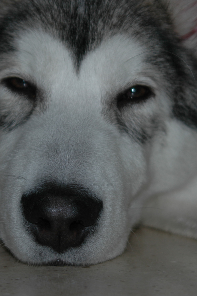 Аляскинский маламут хочет спать