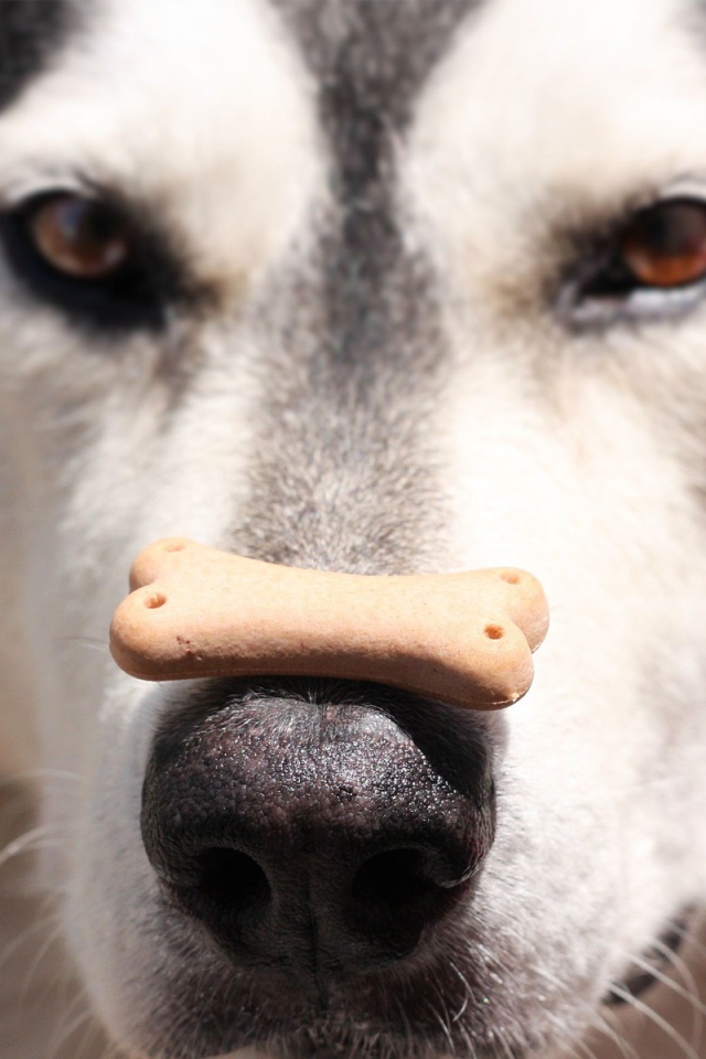 Аляскинский маламут с лакомством на носу