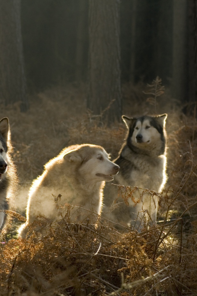 Аляскинские маламуты в лесу