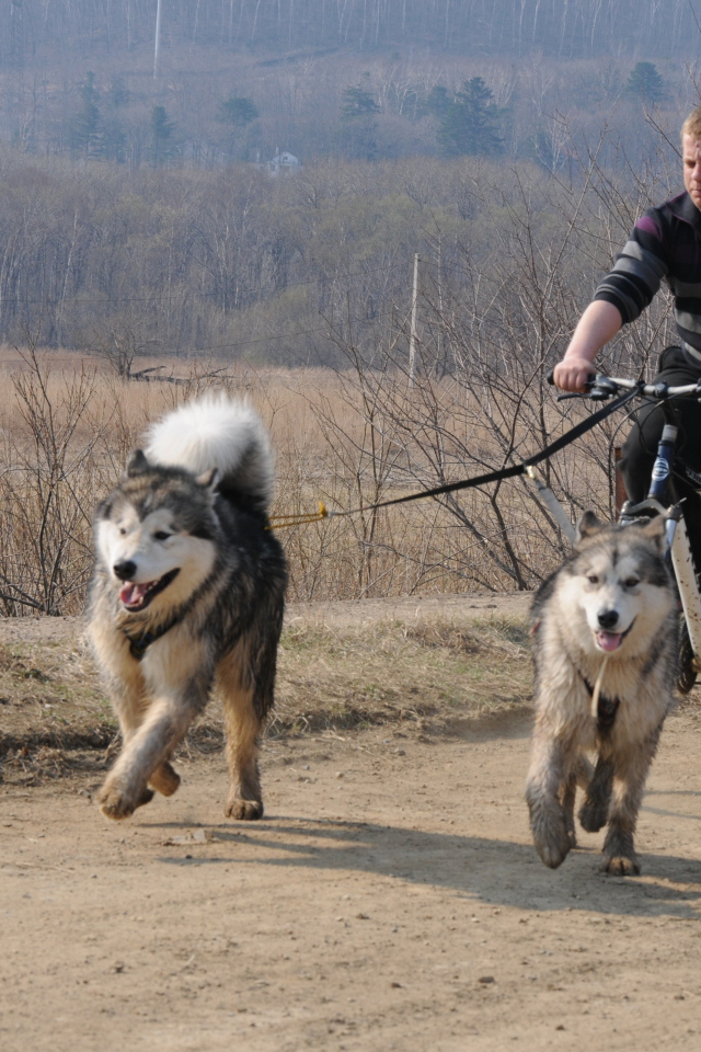 Аляскинские маламуты в летнем варианте упряжки