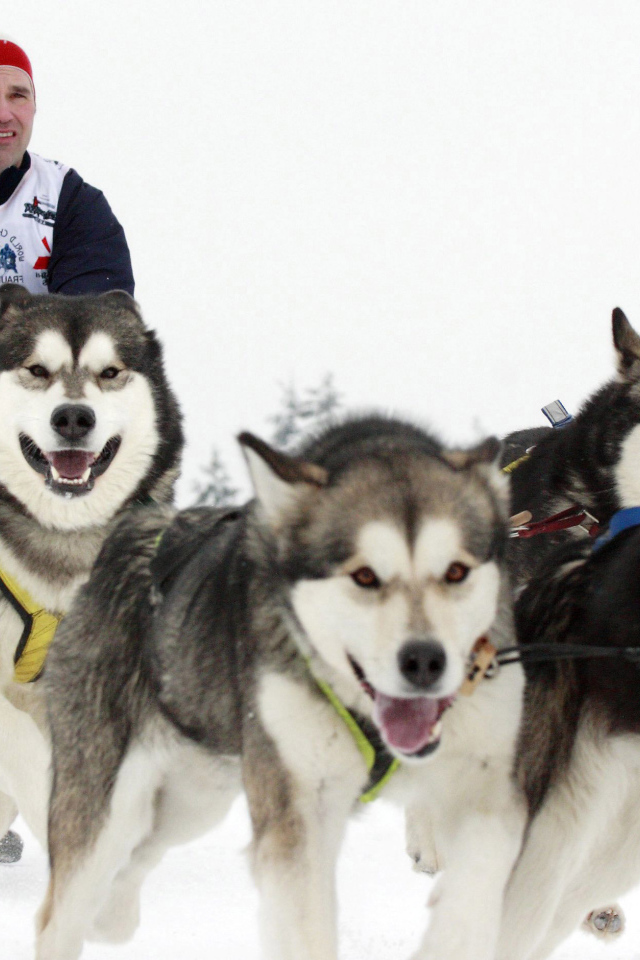 Аляскинские маламуты бегут в упряжке