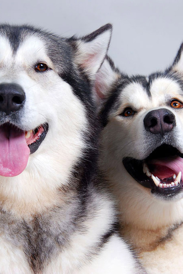 Аляскинские маламуты показывают язык