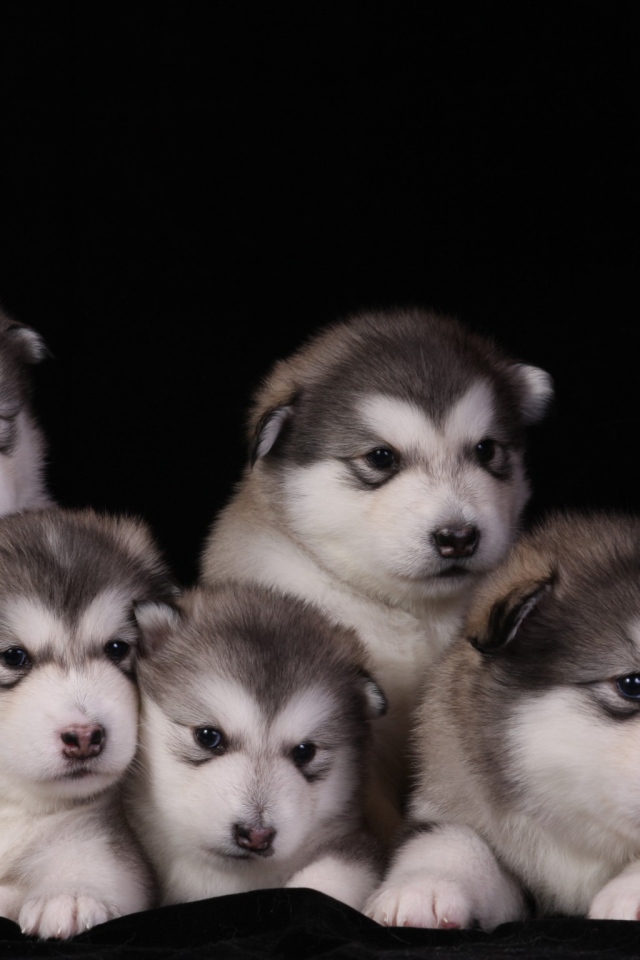 Щенки аляскинского маламута