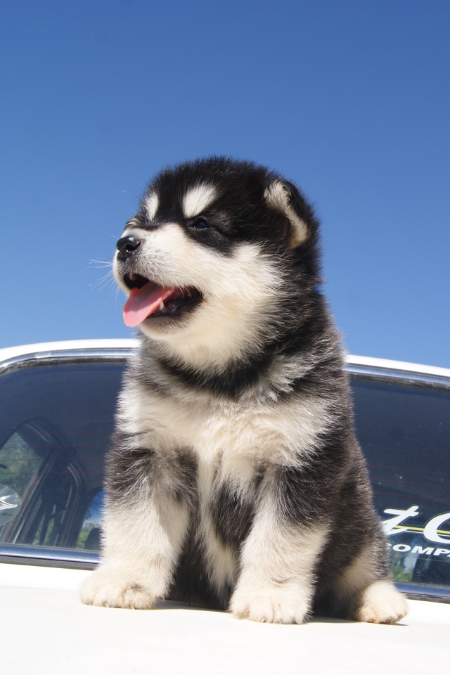 Щенок аляскинского маламута на капоте машины