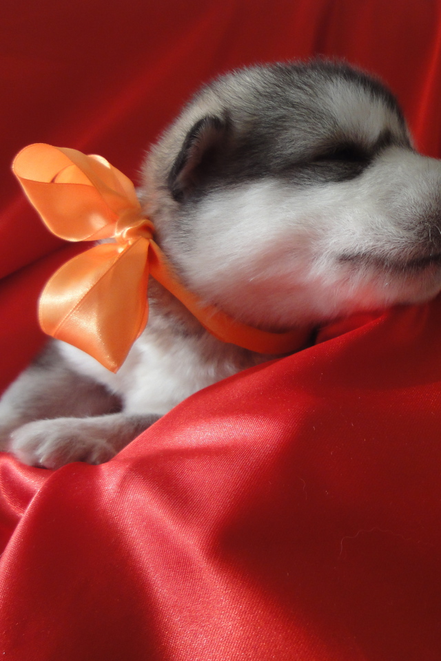 Щенок аляскинского маламута с бантом