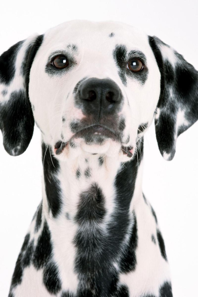Удивительный далматин