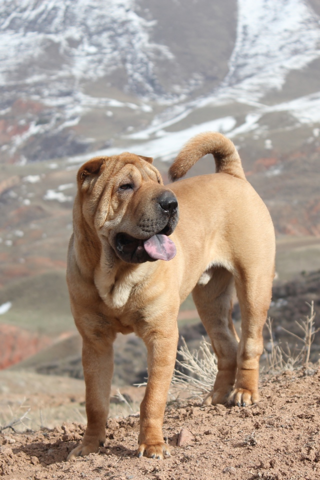 Удивительный Шарпей в горах