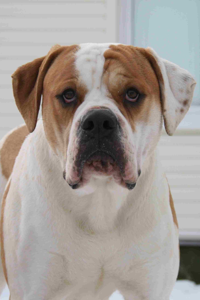 Американский бульдог возле дома зимой