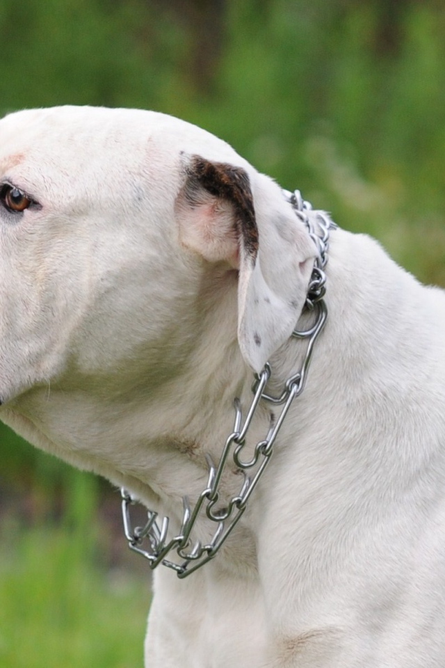 Американский бульдог на фоне природы