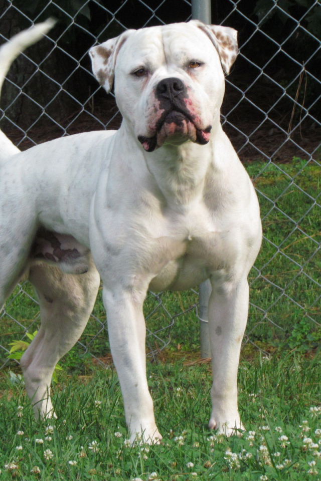 Американский бульдог на лужайке