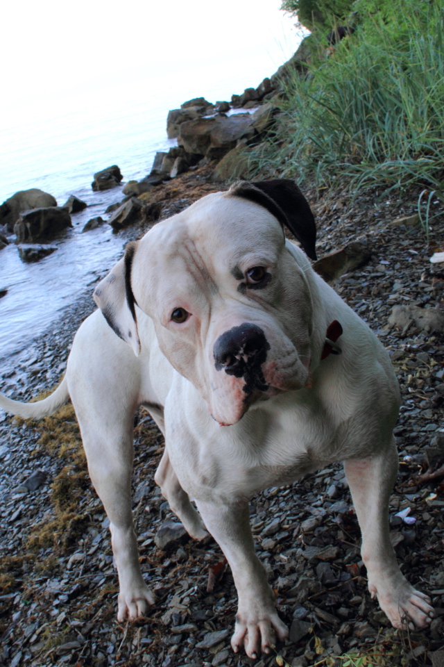 Американский бульдог на берегу