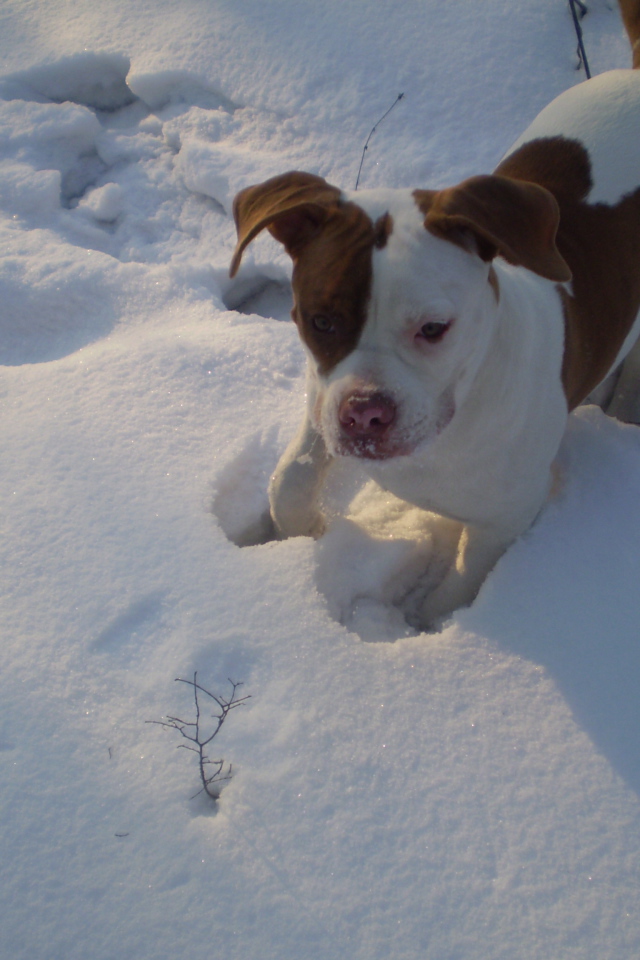 Американский бульдог играет в снегу