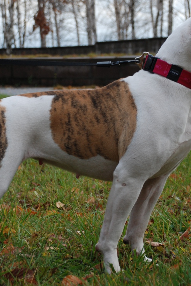 Американский бульдог кого-то увидел