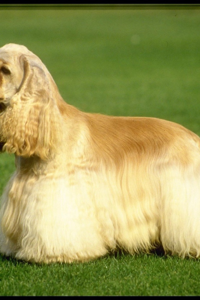 Американский кокер-спаниель на траве