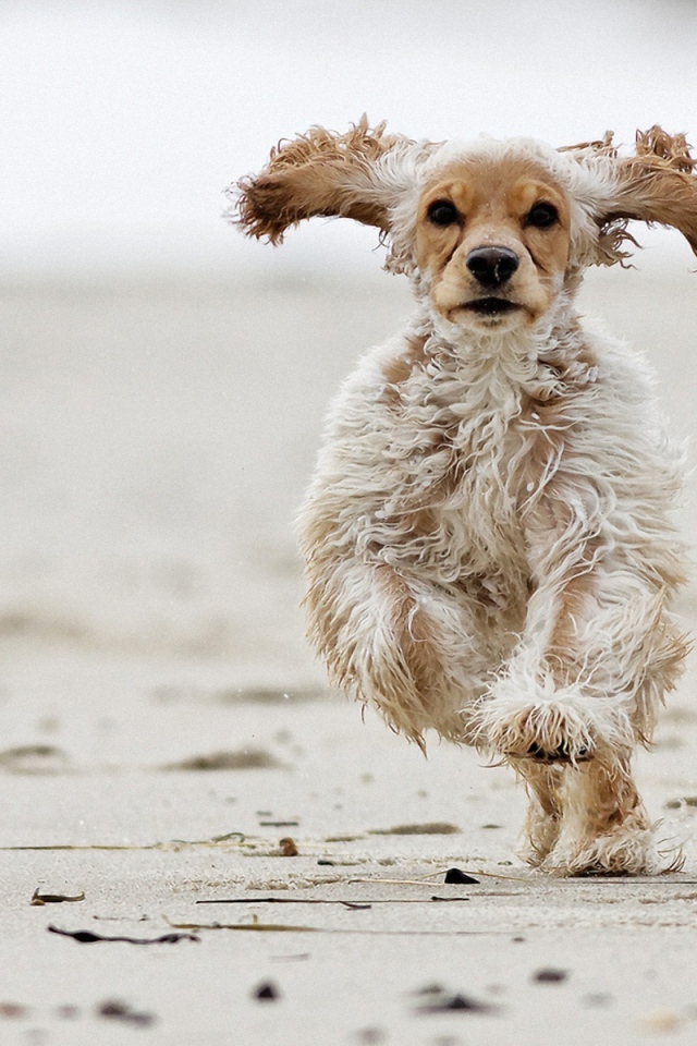 Американский кокер-спаниель бежит по песку