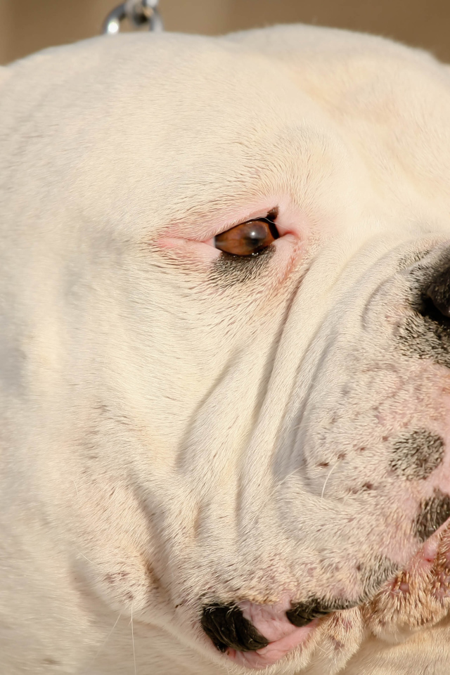 Американский бульдог крупным планом