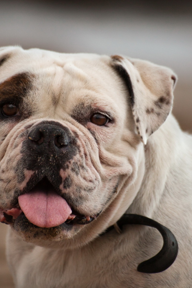 Американский бульдог смотрит на фотографа