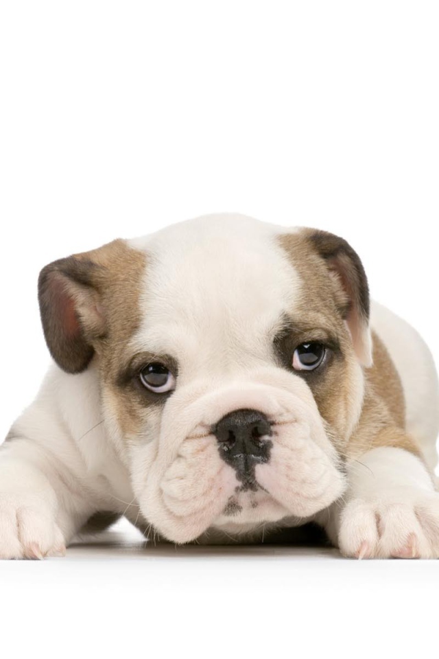 Щенок американского бульдога на белом фоне