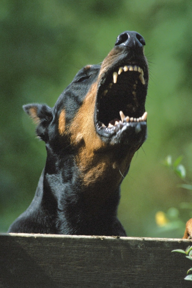 Злой доберман лает