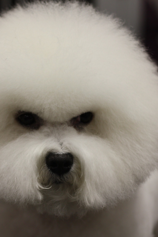 Злая собака породы бишон-фриз