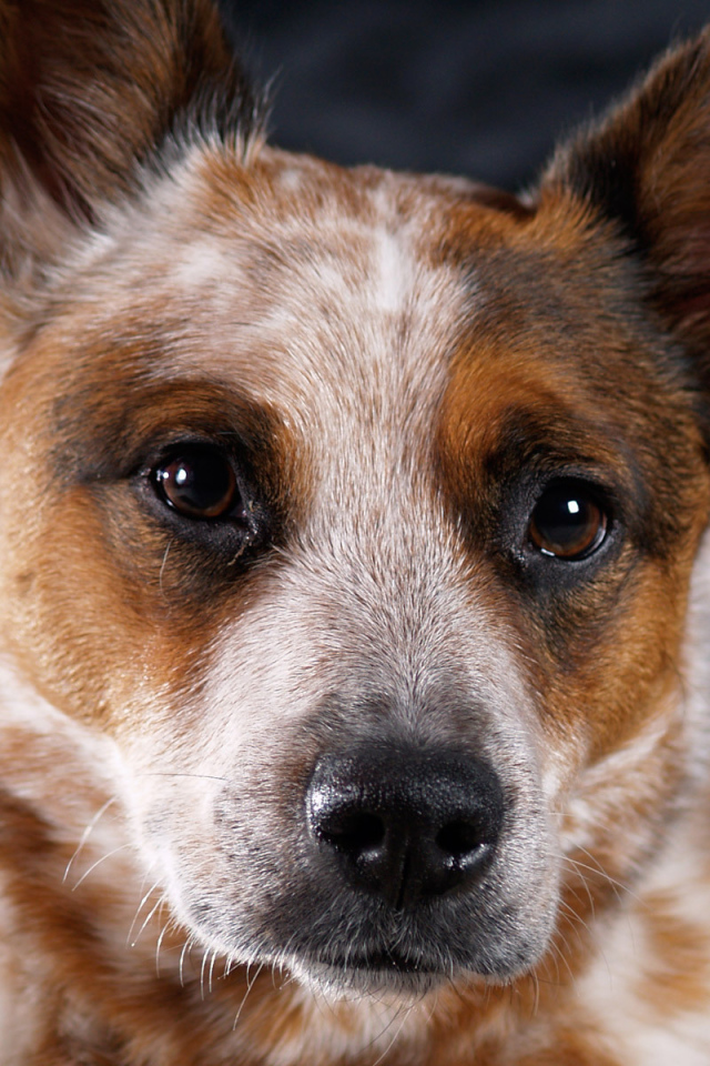 Австралийская пастушья собака крупным планом