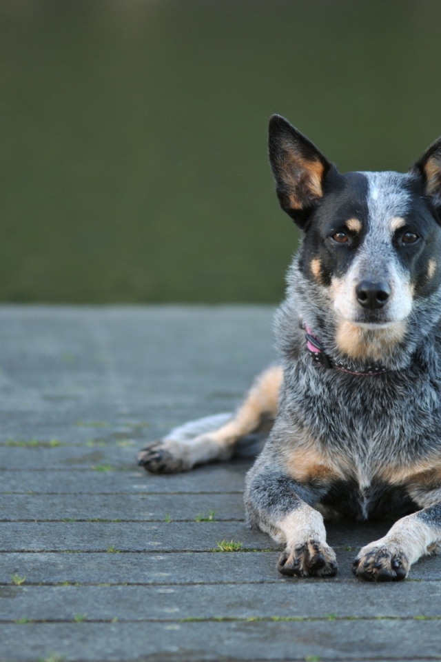 Австралийская пастушья собака на деревянном мосту