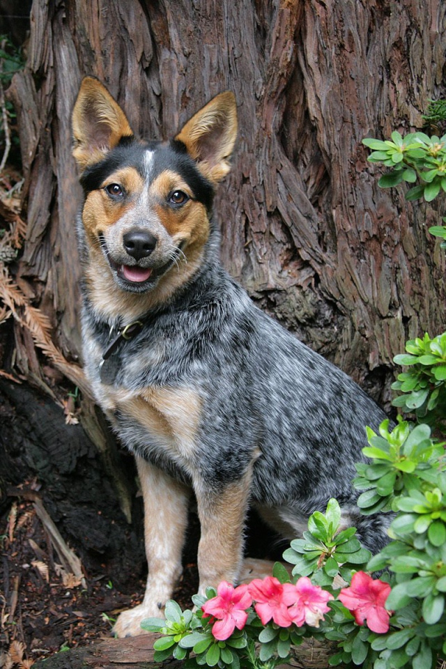 Австралийская пастушья собака возле дерева