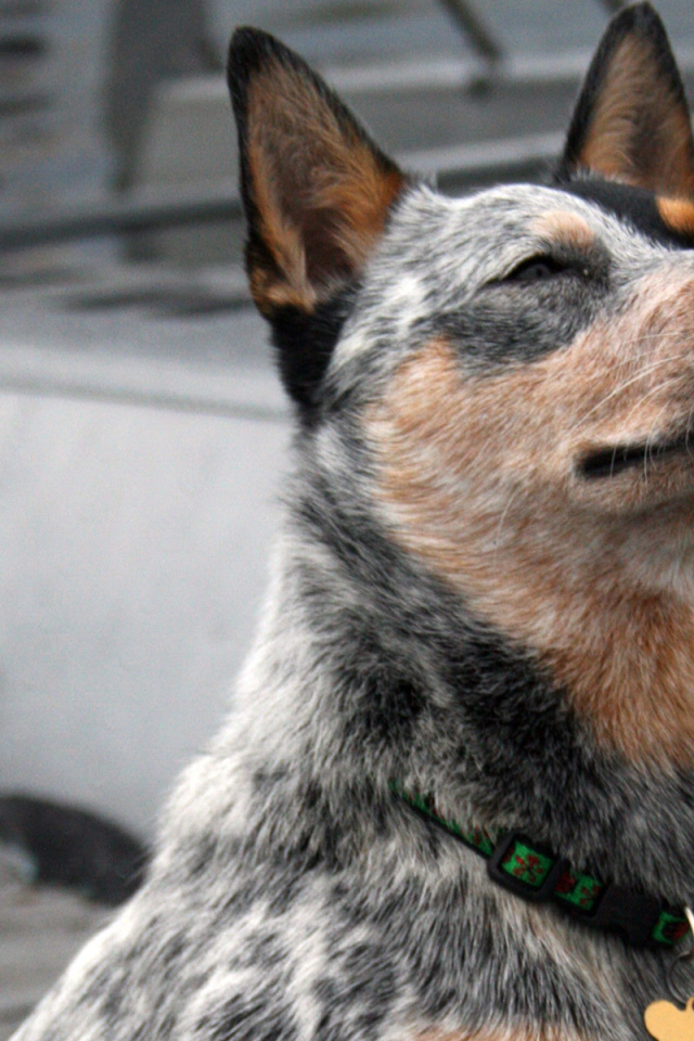 Австралийская пастушья собака щурится