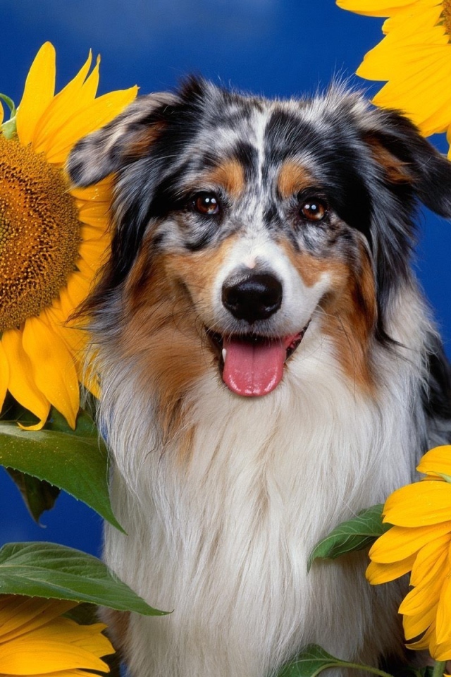 Австралийская овчарка и подсолнухи