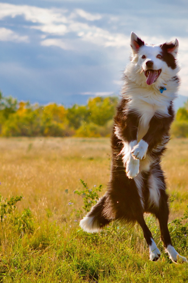 Australian Shepherd dog jumping