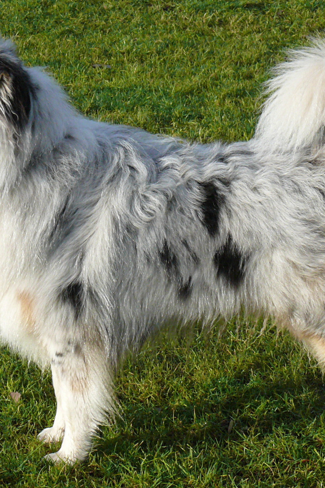 Австралийская овчарка на траве