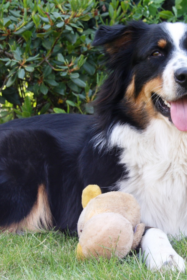 Австралийская овчарка с игрушкой