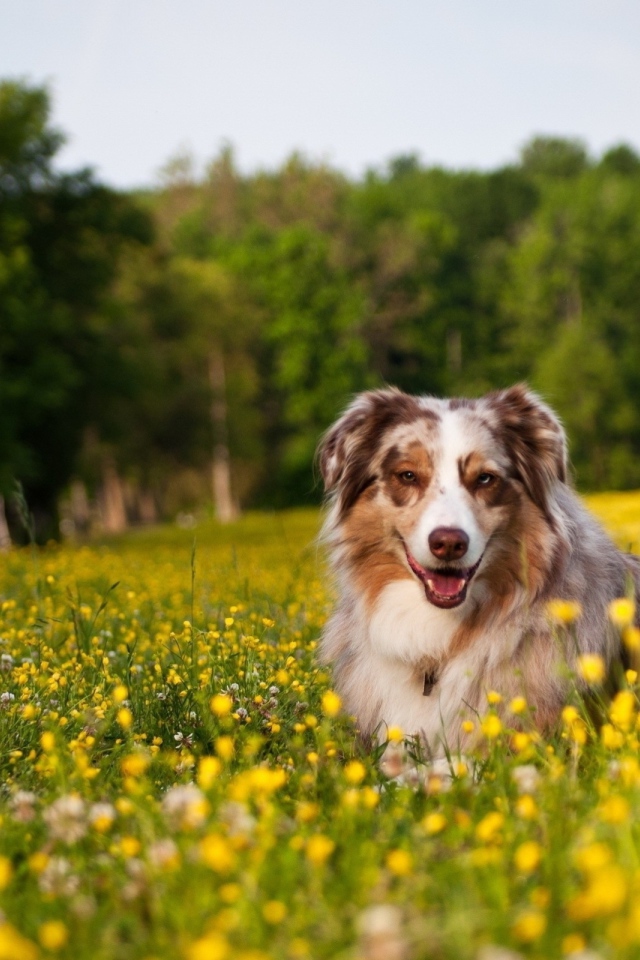Австралийская овчарка в одуванчиках
